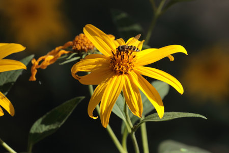 Mexican sunflower weed (Tithonia diversifolia)