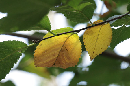 Autumn leaves on a tree in the forest, closeup of photo