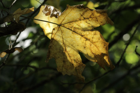 Yellow maple leaf on a blurred background of green foliage. Autumn concept.の写真素材