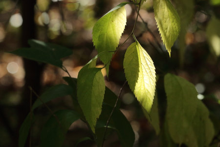 Leaves in the forest, close-up. Nature background.