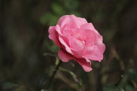 pink and white rose in the garden, nature background with copy spaceの写真素材