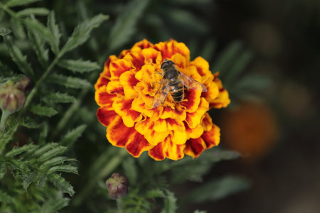 Beegold flower (Tagetes erecta)の写真素材