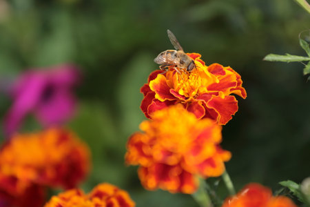 Bee on a marigold flower. Shallow depth of field.