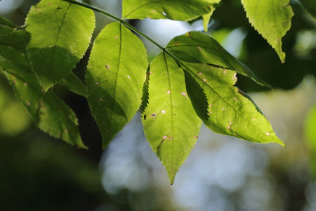 leaves green on a tree in the forest, closeup of photo