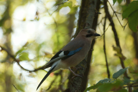 Jay, Garrulus glandarius, single bird on branch, UKの写真素材