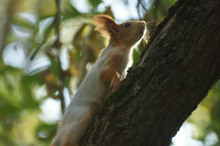 squirrel on the tree in the forest, closeup of photoの写真素材