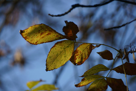 Autumn leaves on a tree in the forest. selective focus.