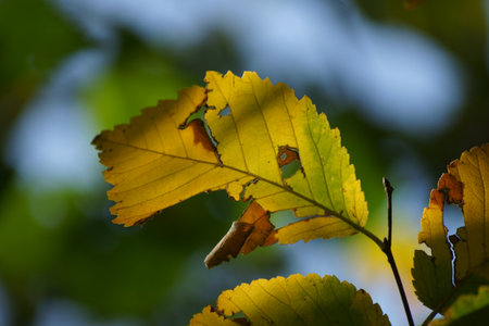 Colorful autumn leaves on a tree in the forest. Selective focus.