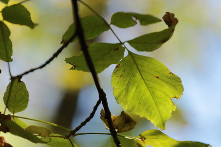 Green leaves on the branches of a tree in the autumn forest.