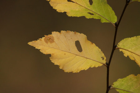 Autumn leaves on a tree in the forest. Autumn background.