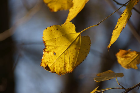 Yellow leaves on a tree in autumn. Selective focus with shallow depth of field.