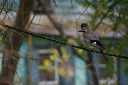 Eurasian jay, Garrulus glandarius, single bird on branchの写真素材