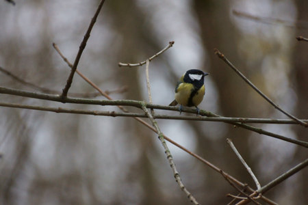 Titmouse on a branch in late autumn in the forest near the areaの写真素材