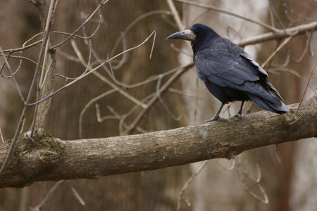 Crows on a city streetの写真素材
