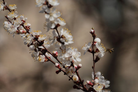 Apricot blossom in spring, close-up, macroの写真素材