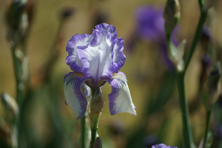 Purple iris flower on a meadow in the spring.の写真素材