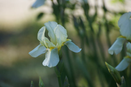 white iris flower on the street on a background of green grass
