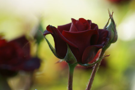 Red rose on the street, shallow depth of field with bokehの写真素材
