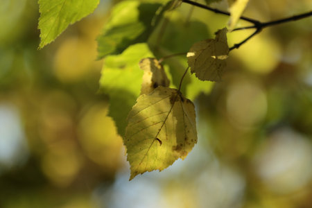 Leaves of a linden tree on a sunny day.