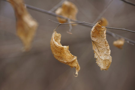 Yellow leaves, autumn, forestの写真素材