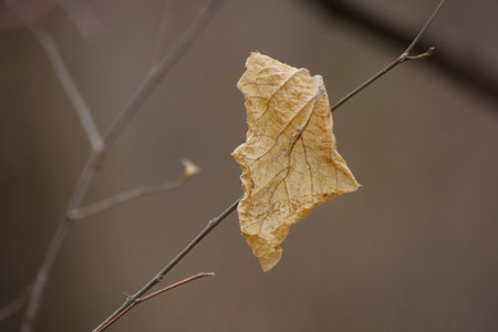 Yellow leaves, autumn, forestの写真素材