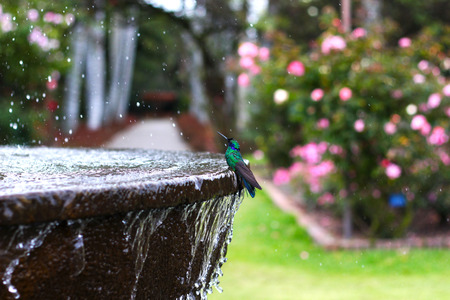 Colibri in waterの写真素材