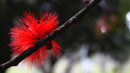 Red on branchの写真素材