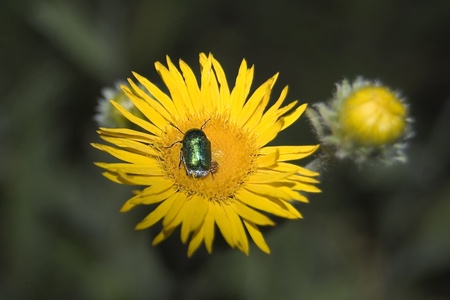 beetle on a flower