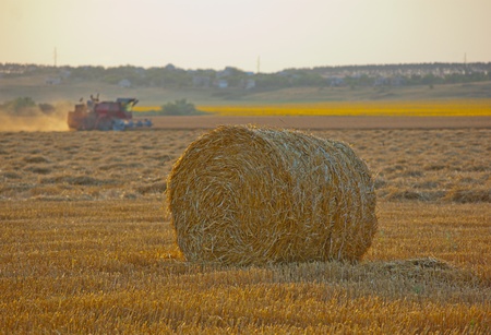 harvesting wheat