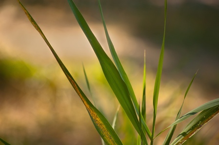 Autumn grass