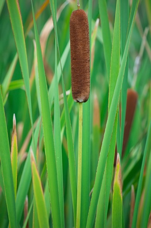 green, plant, reeds, nature, leaves, cattailsの写真素材