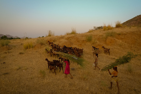 Children herding their goats at the hill near Pushkar town during sunset. Rajasthan, India.のeditorial素材