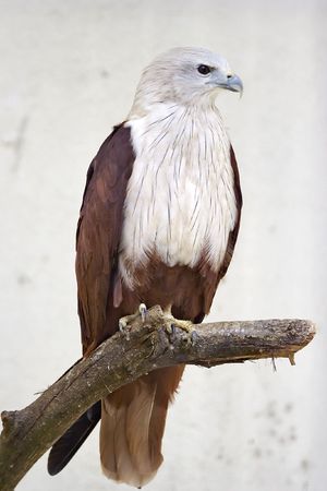 Hawk Close Up