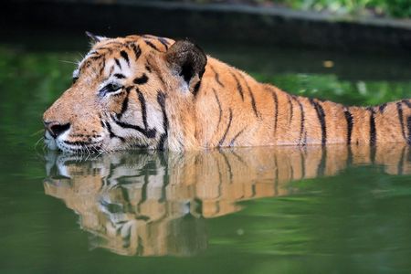 Tiger in the waterの写真素材