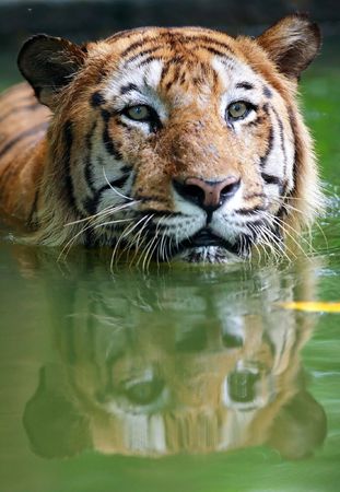 Tiger in the waterの写真素材