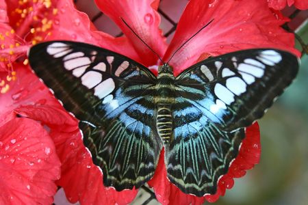 Butterfly close upの写真素材