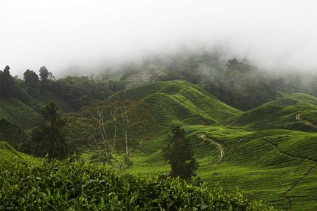 Tea plants carpet the hillsides on the Cameron Highland Tea Plantation near Kuala Lumpur, Malaysia.