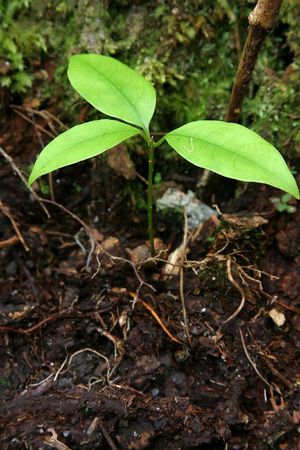 Growing Tree