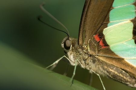 Butterfly close upの写真素材