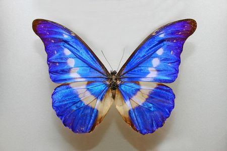 Morpho Helena butterfly close up