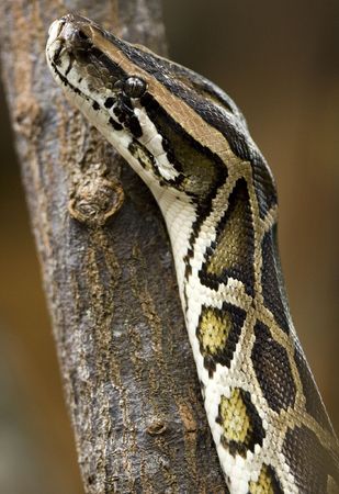 Python close up.