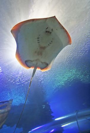 Stingray fish silhouette