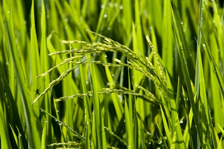 Paddy field close up in asia country.の写真素材