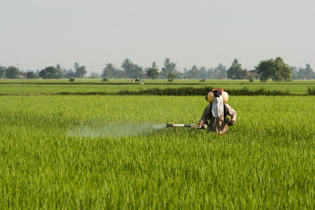 A farmer working at paddy field in Sekinchan, Malaysia.の写真素材