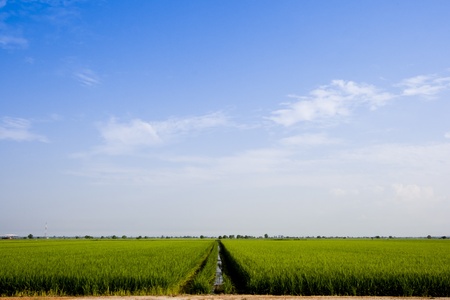 The Paddy field landscape in asia country.