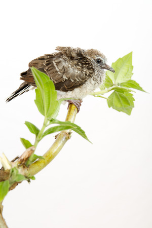 Small Cuckoo Perched on a Tree Branch isolated on White Backgroundの写真素材