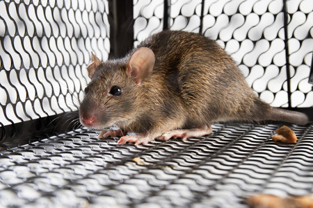 A mouse in the Cage in isolated White Backgroundの写真素材