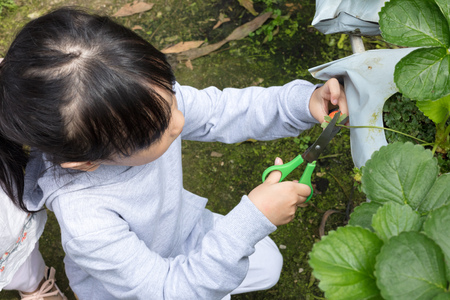 Asian Little Chinese Girl picking fresh strawberry on organic outdoor strawberry farm