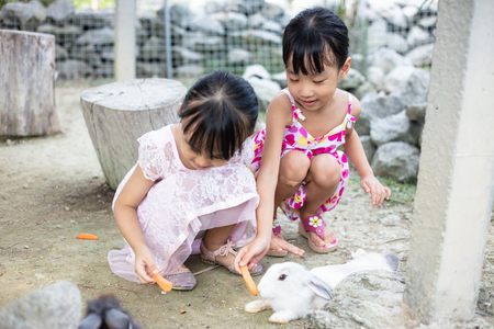 Asian Little Chinese Sisters Feeding a Rabbit with Carrot in the Outdoor Farmの写真素材
