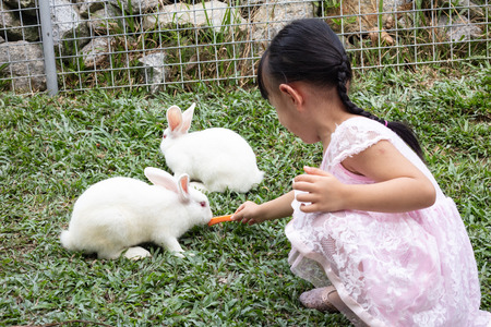 Asian Little Chinese Girl Feeding a Rabbit with Carrot in the Outdoor Farmの写真素材